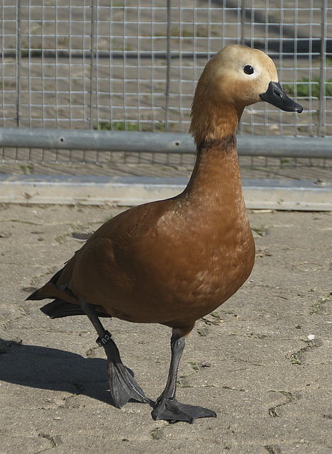 道格