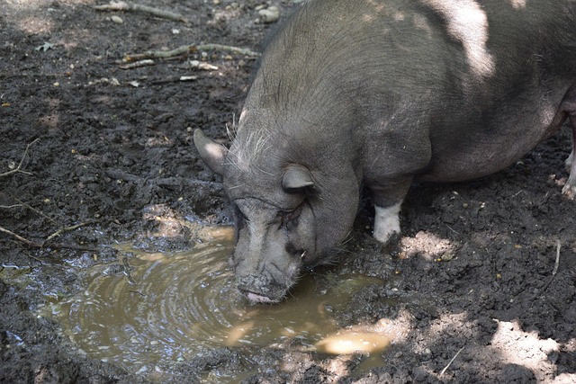 业运动员而 业运动员而